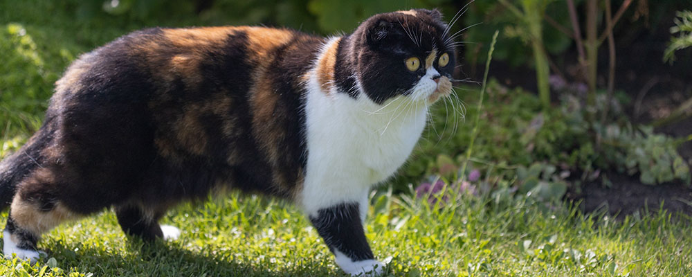 L’Exotic shorthair
