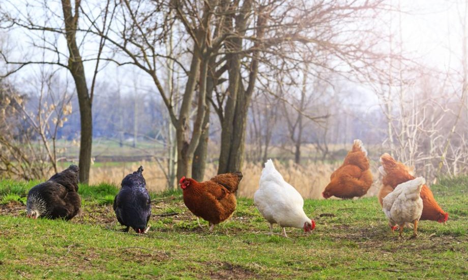 Parcours des poules