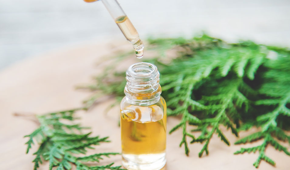 Bienfaits et utilisation du Cyprès (Cupressus)