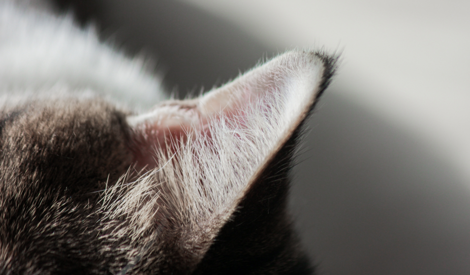 Comment nettoyer les oreilles d'un chat ? - Jardiland
