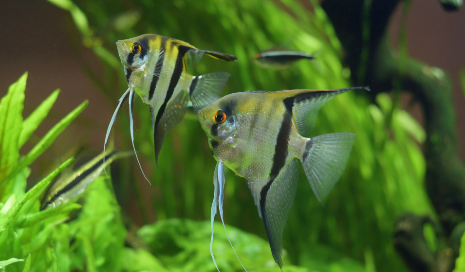 Quels poissons choisir pour un aquarium d'eau chaude ? Jardiland — free download