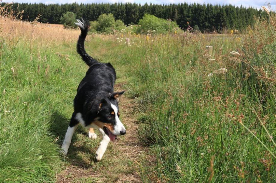 Un chien sportif a besoin d'une bonne quantité de croquettes de bonne qualité