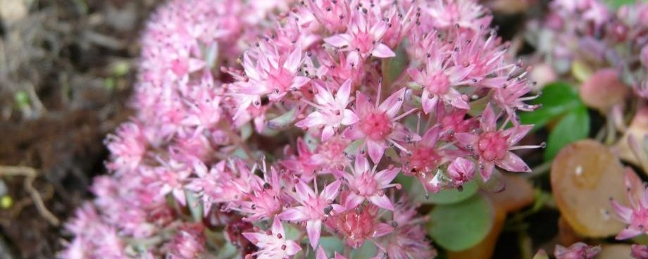 Le sedum