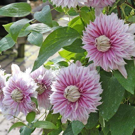 La Clématite 'Josephine®'