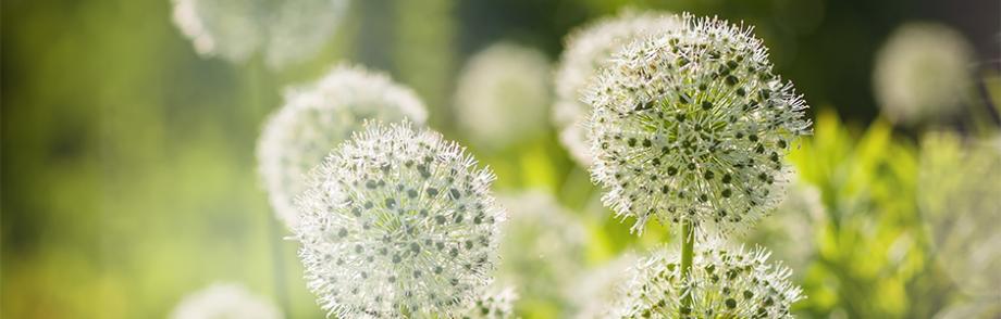 Allium