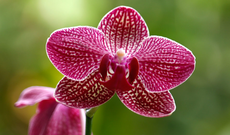 orchidee rouge