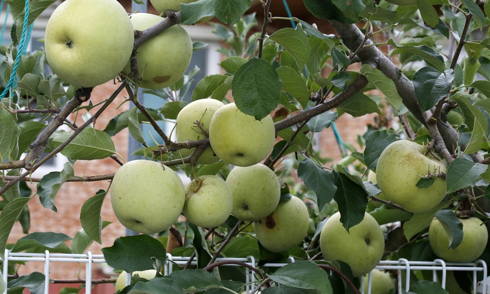 Petit et compact, le pommier nain offre quand même de délicieuses pommes