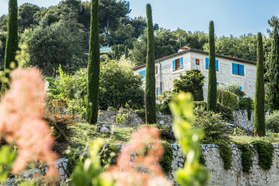 Le cyprès de Provence