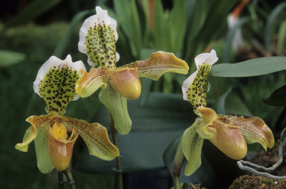 Orchidée : culture, entretien et floraison
