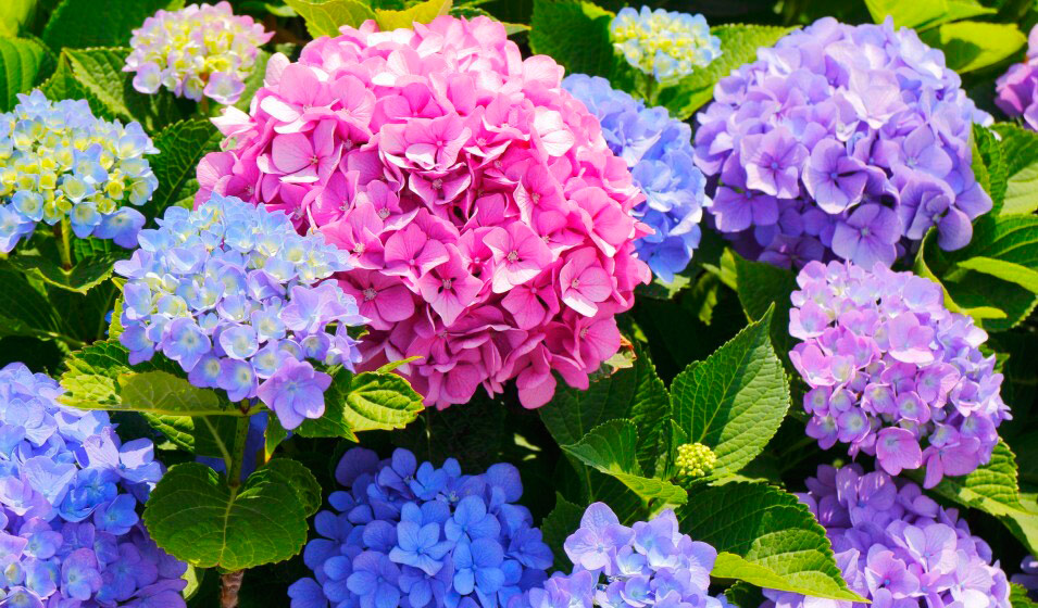 hortensias