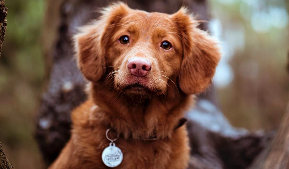 Collier, laisse et harnais pour chien : comment choisir