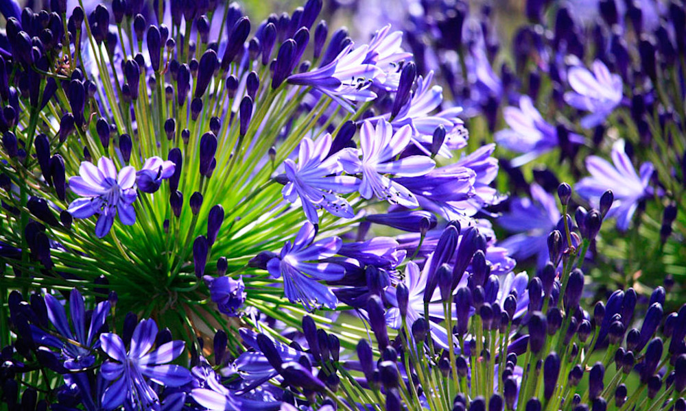 Ces plantes s'adaptent à tout les climats