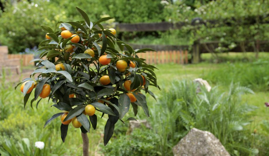 Kumquat au jardin