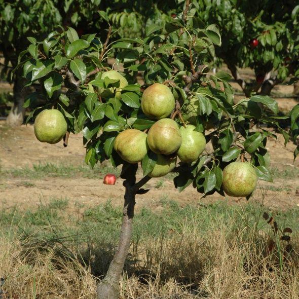 Arbres fruitiers : Tous les arbres fruitiers nains et standards