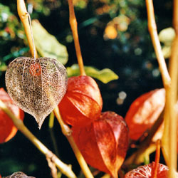 Le physalis aussi appelé amour en cage