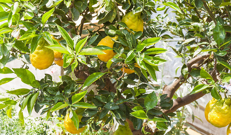 Plantes d'intérieur : nos conseils pour entretenir un citronnier en pot