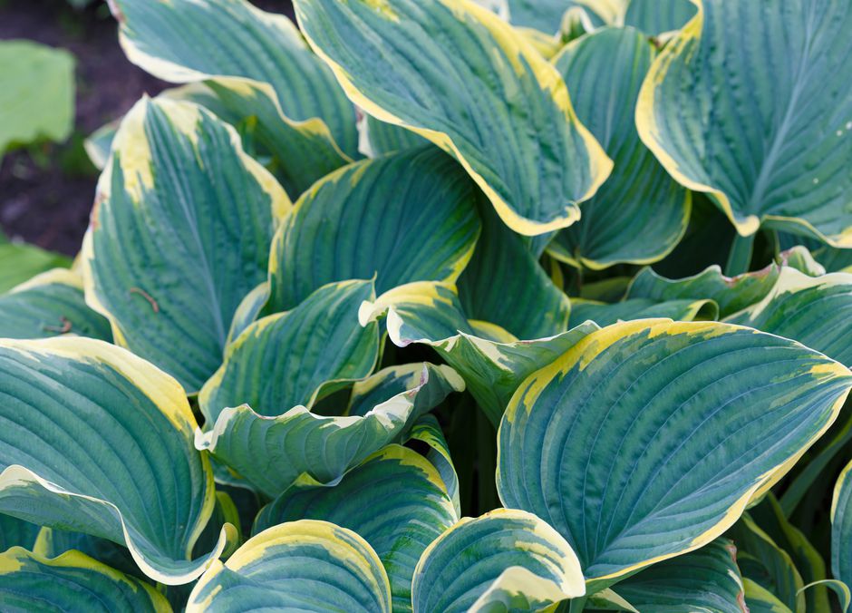 Pour l’ombre, les hostas et leur feuillage remarquable