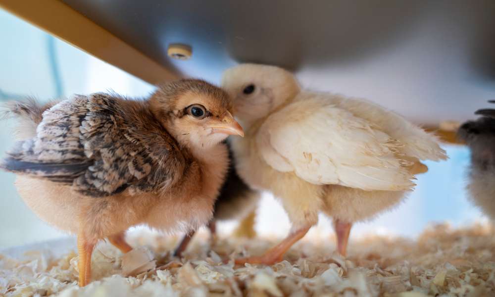 Des poussins qui se réchauffent sous la plaque chauffante