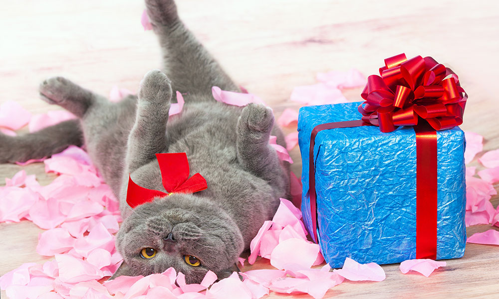 Jour de fête pour les chats