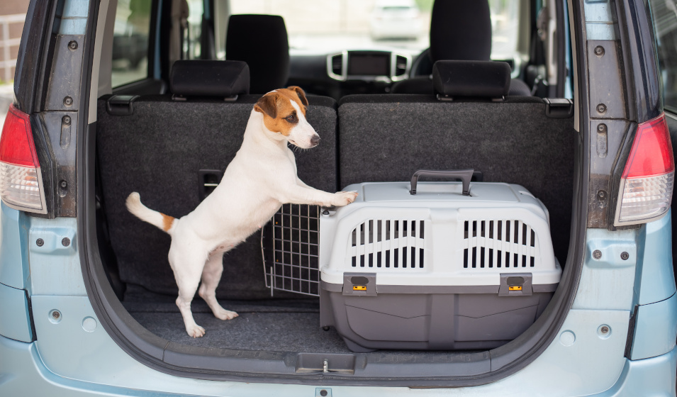 Un jack russell terrier à coté de sa caisse de transport dans un coffre de voiture