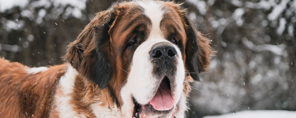 Les 10 races de chiens qui aiment l'hiver - Jardiland