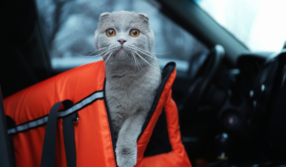 Comment voyager avec son chat en voiture ? - Jardiland
