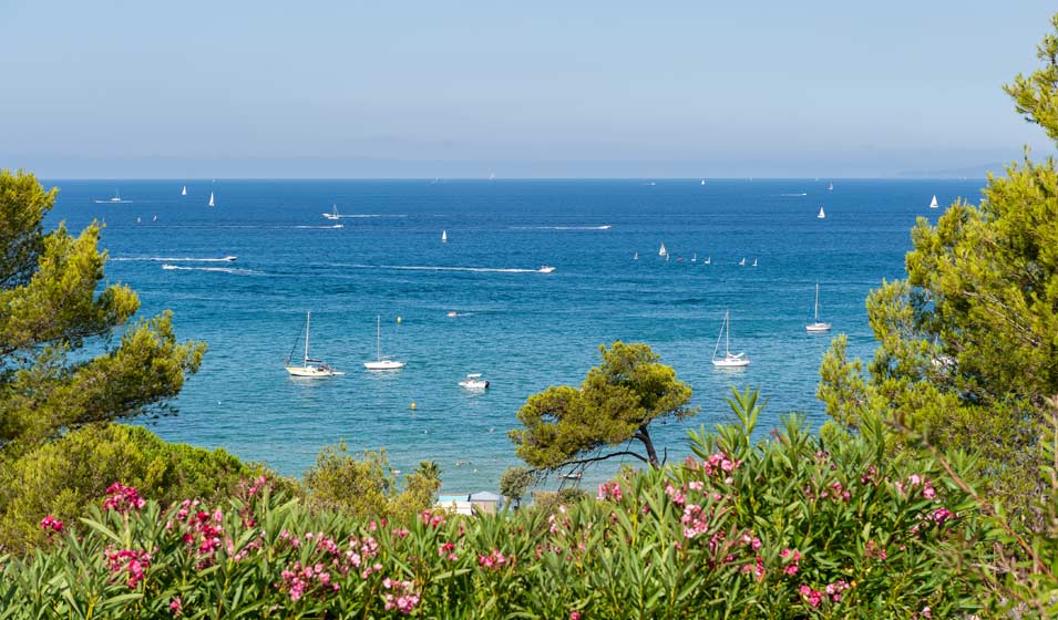 Des arbustes au pied marin
