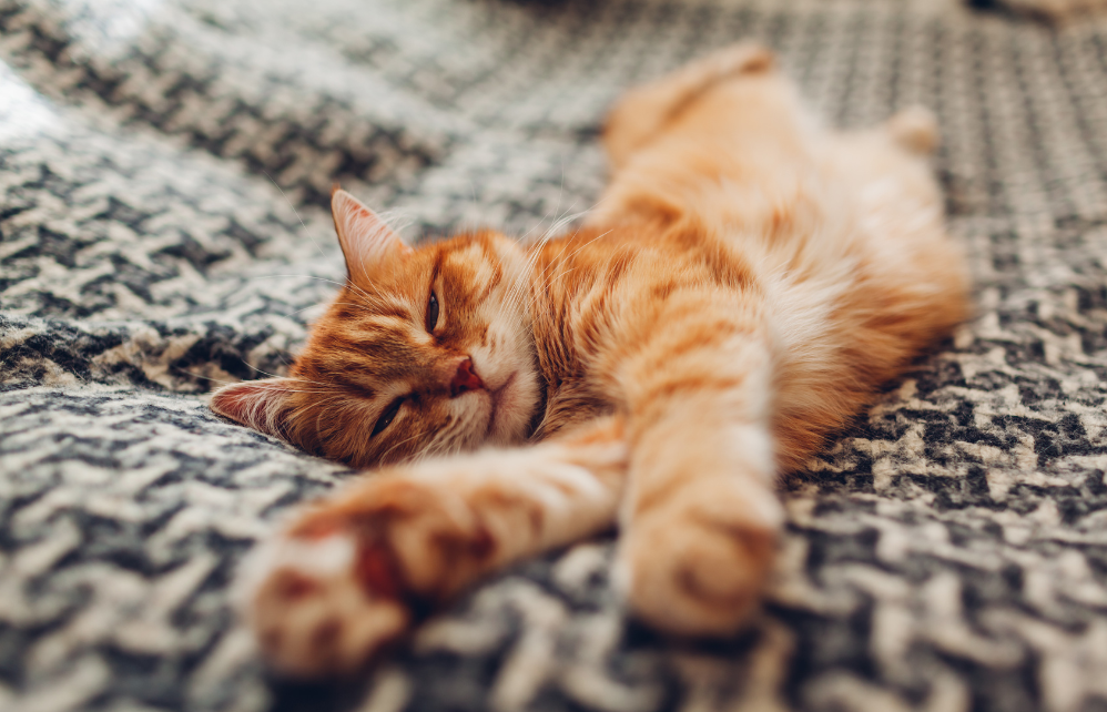 6 positions qu’adore prendre votre chat pour dormir et leurs significations Jardiland