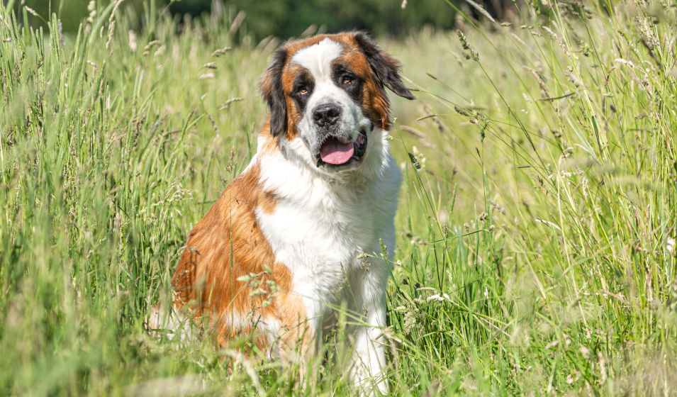 saint-bernard 8
