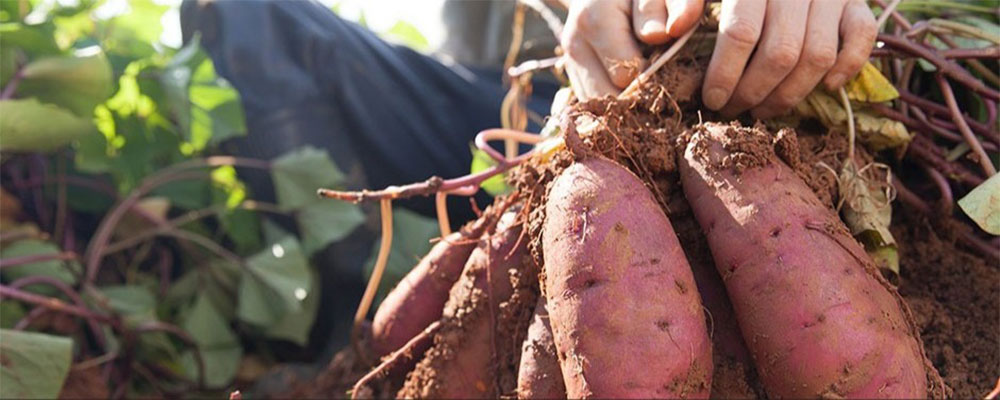 Patate douce