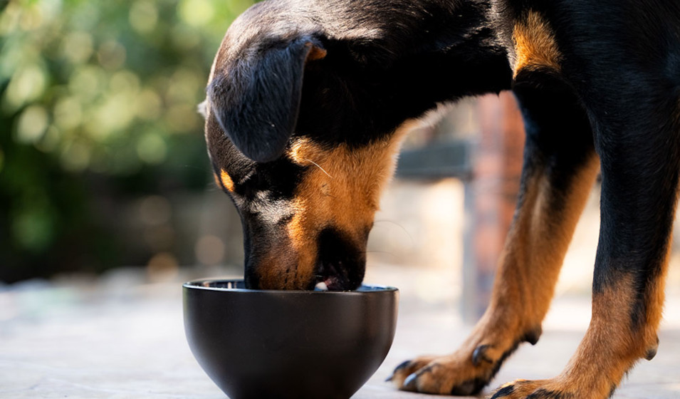 Une alimentation bien dosée préserve la santé du chien 