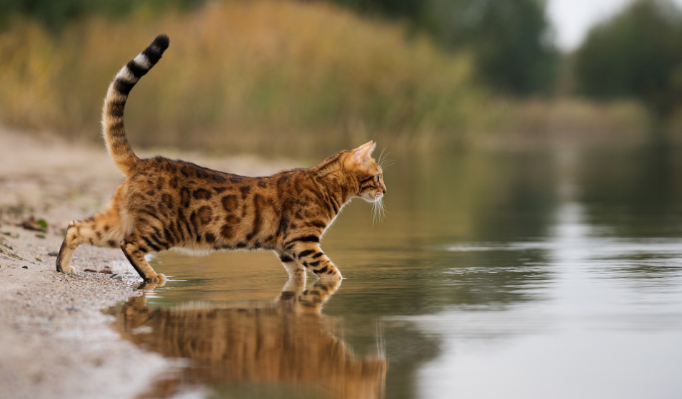 Certaines races de chats sont plus à l'aise avec l'eau que d'autres 