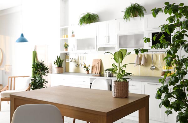 Top 7 des plantes pour décorer sa cuisine - Jardiland