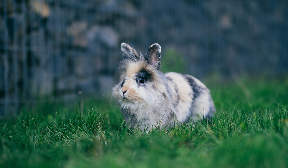 Animaux de compagnie, un lapin dans votre jardin