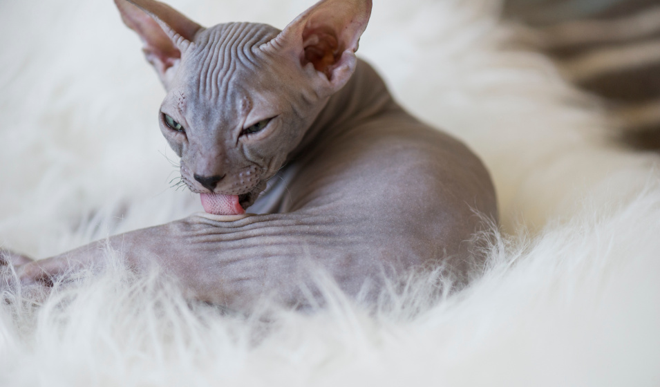 Le donskoy ou don sphynx peut être nu ou avoir un léger duvet