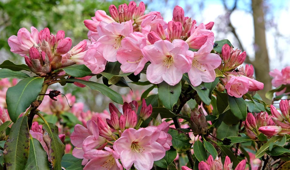 Le "Flower flower" du Rhododendron nain