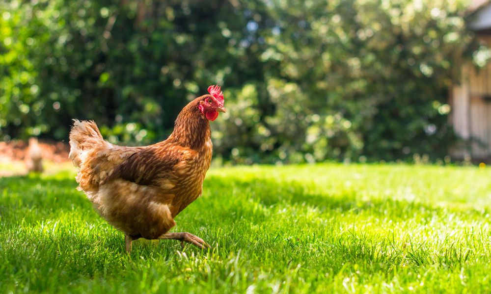 Les poules n’ont pas toujours envie d’être avec leurs congénères