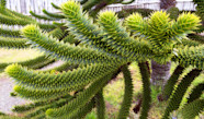 D sespoir Des Singes Araucaria Araucana Plantation Croissance D sespoir Des Singes Araucaria Araucana Plantation Croissance