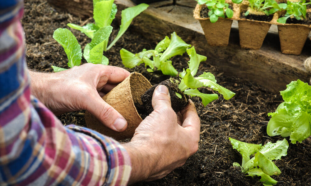 Manipulez délicatement les jeunes plants 