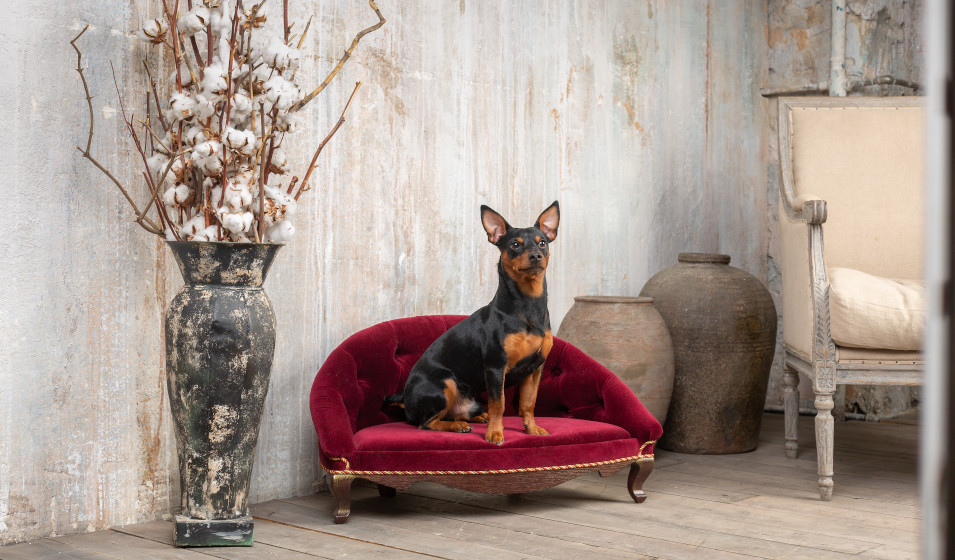 Un petit chien noir et feu prend la pose sur un canapé design en velours rouge