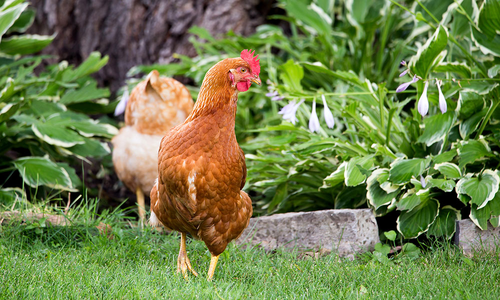 Accueillir des poules dans son jardin