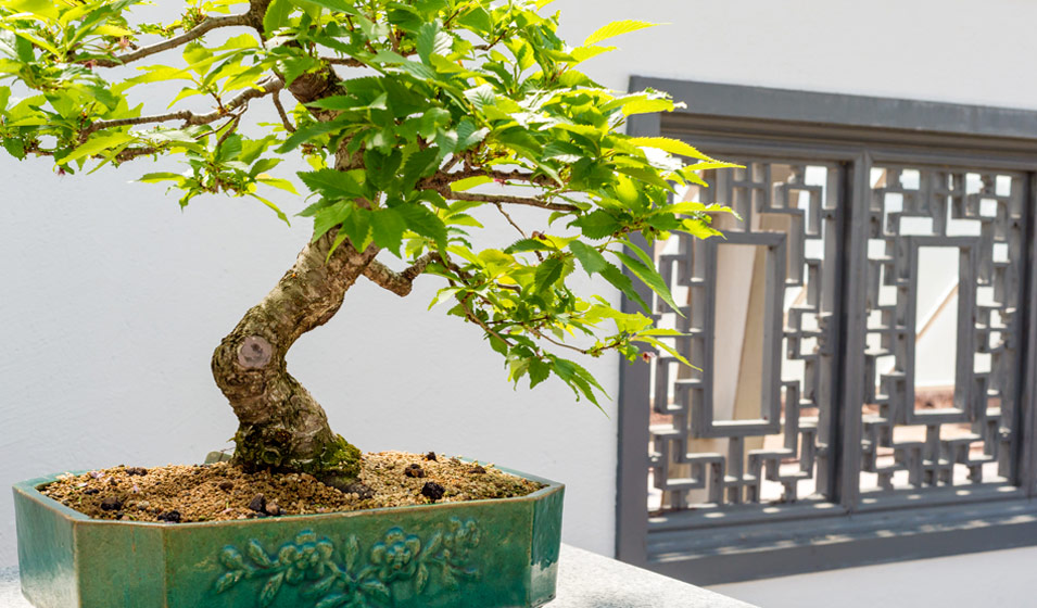 Sauver un bonsai avec des LED horticole - Bonsai Entretien