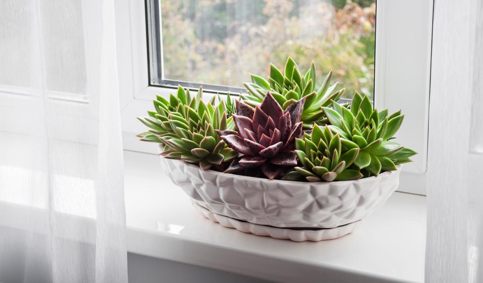 Fenêtre avec vue sur Echeveria