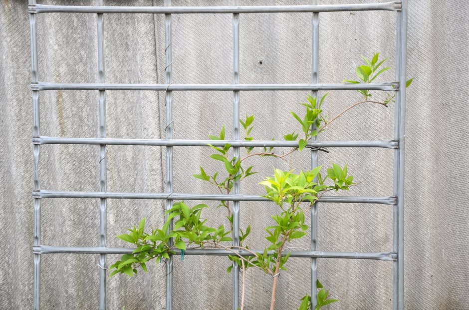 Comment avoir de gros kiwis ? - Gamm vert