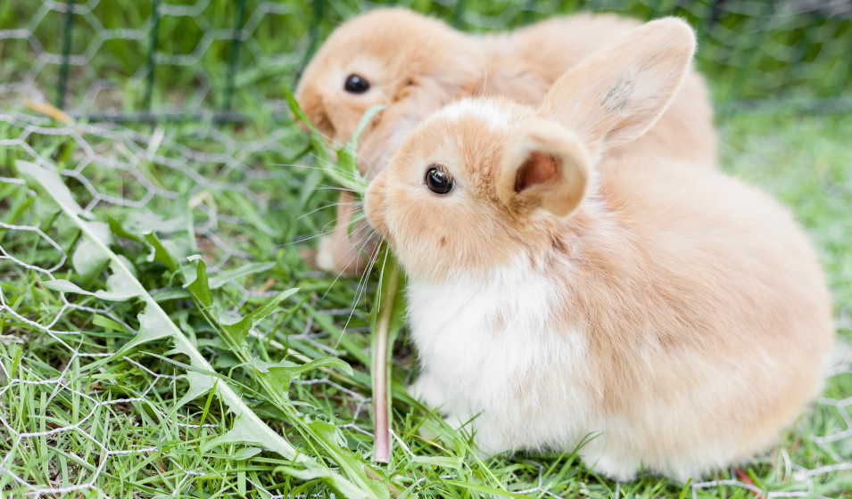 Un enclos extérieur herbeux et ombragé est idéal pour les lapins nains