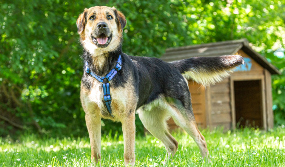 La niche est un élément indispensable pour le chien dans le jardin ! 