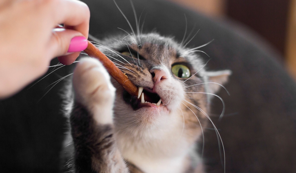 Tous les chats n'ont pas les mêmes besoins caloriques