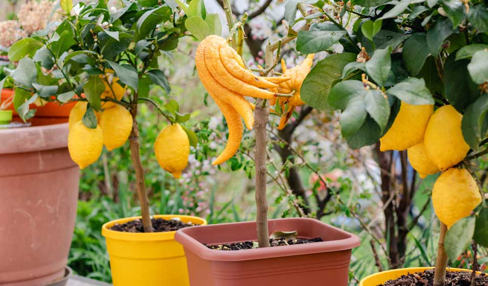 Pris la main dans le pot
