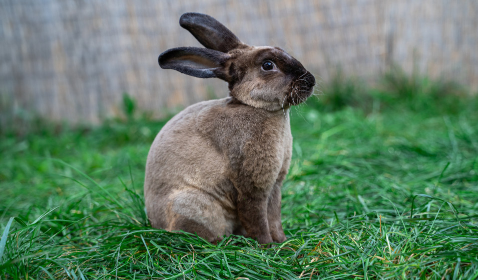 Un lapin rex couleur castor est assis dans l'herbe