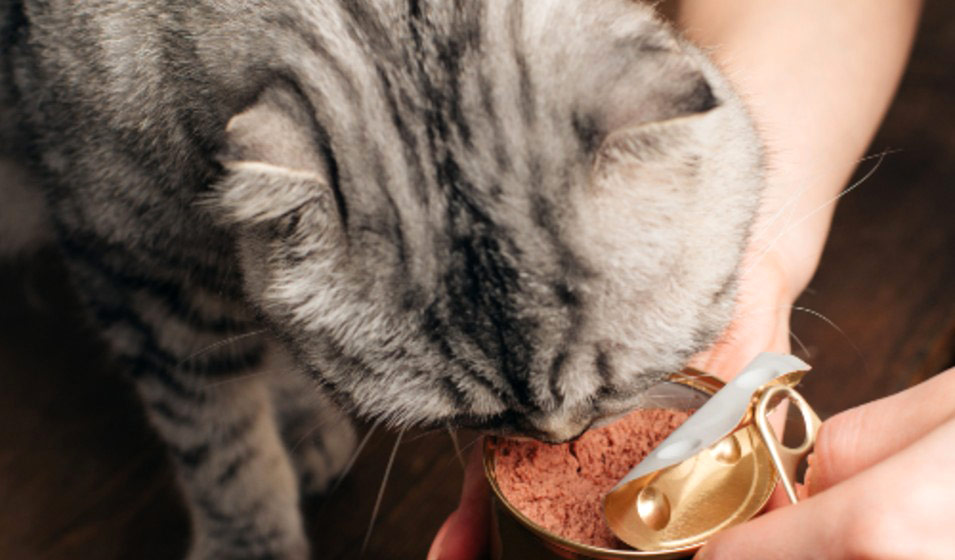 Mon chat peut-il en manger ? La FAQ des aliments pour chat.